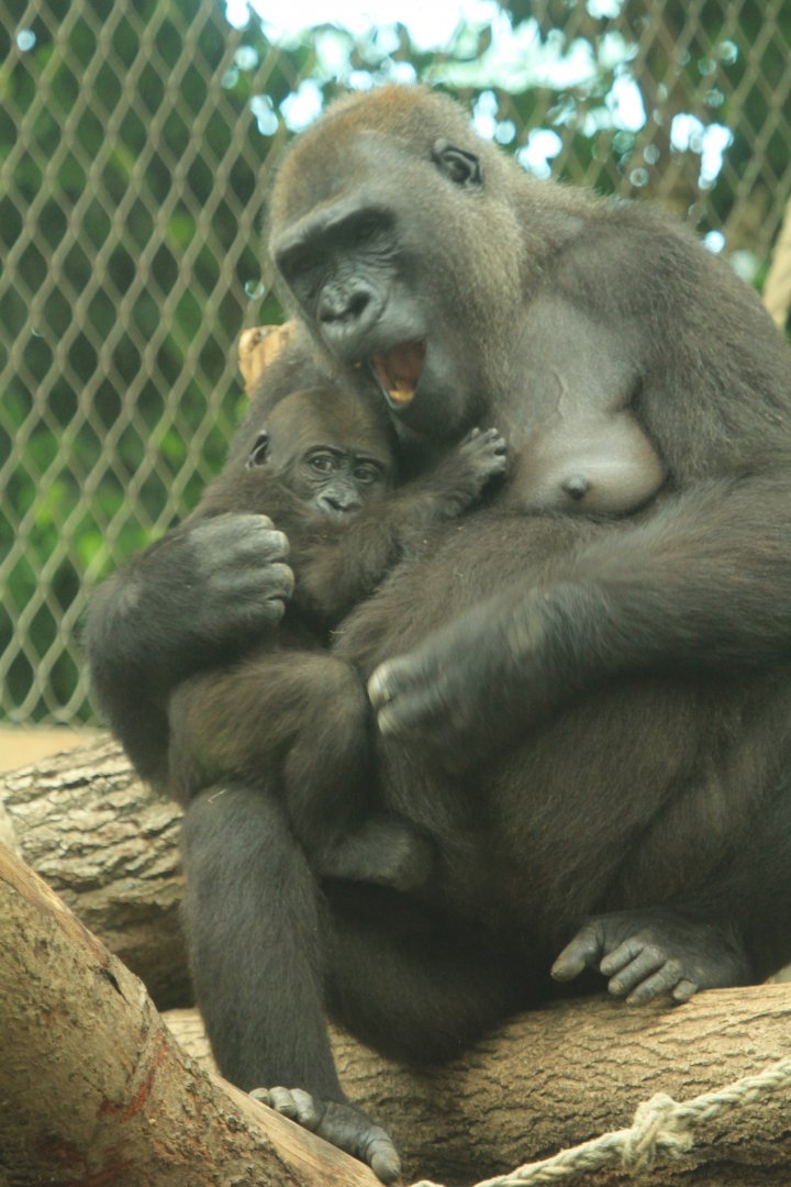 Western lowland gorilla (May 2018)