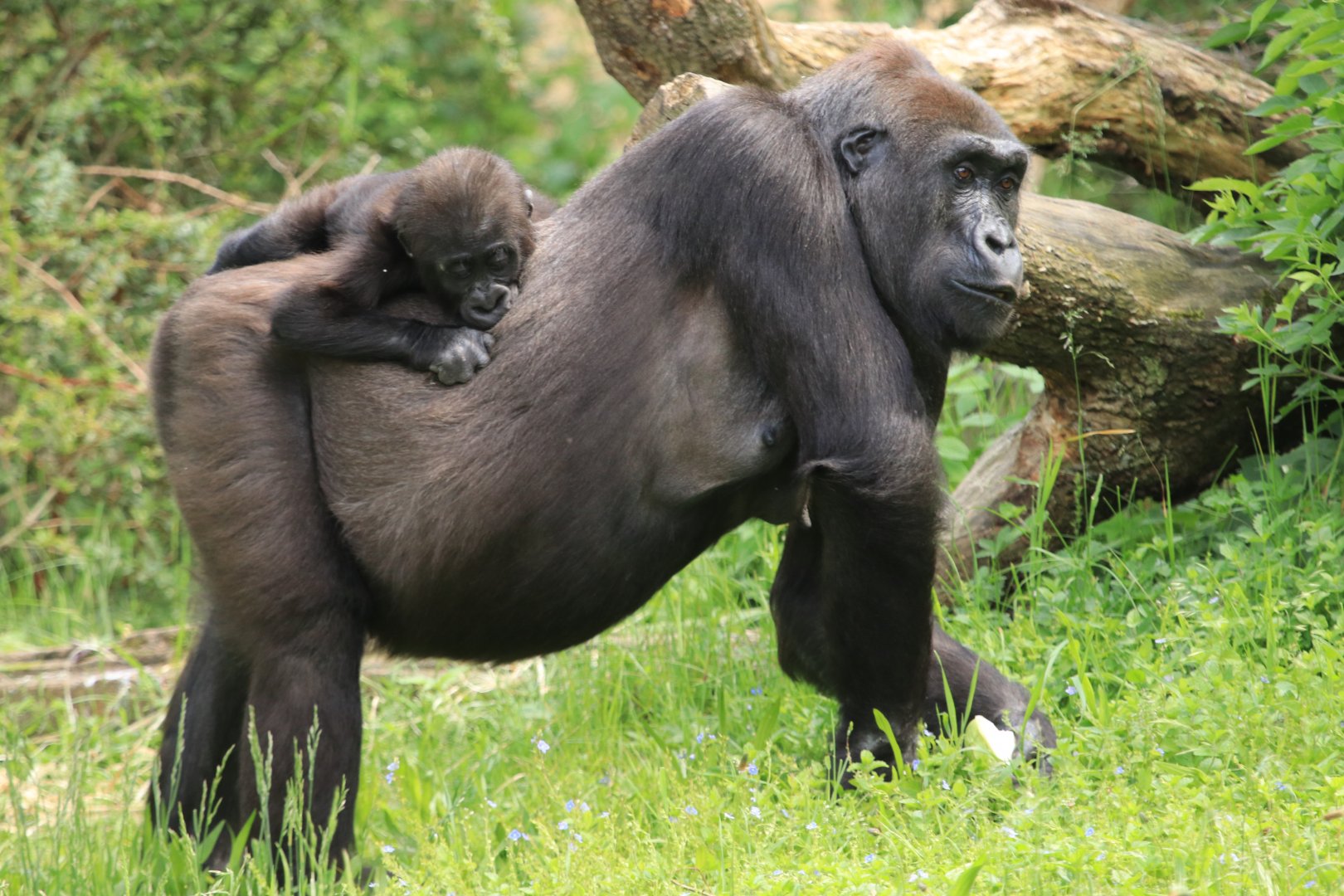 Western Lowland Gorilla (May 2019)