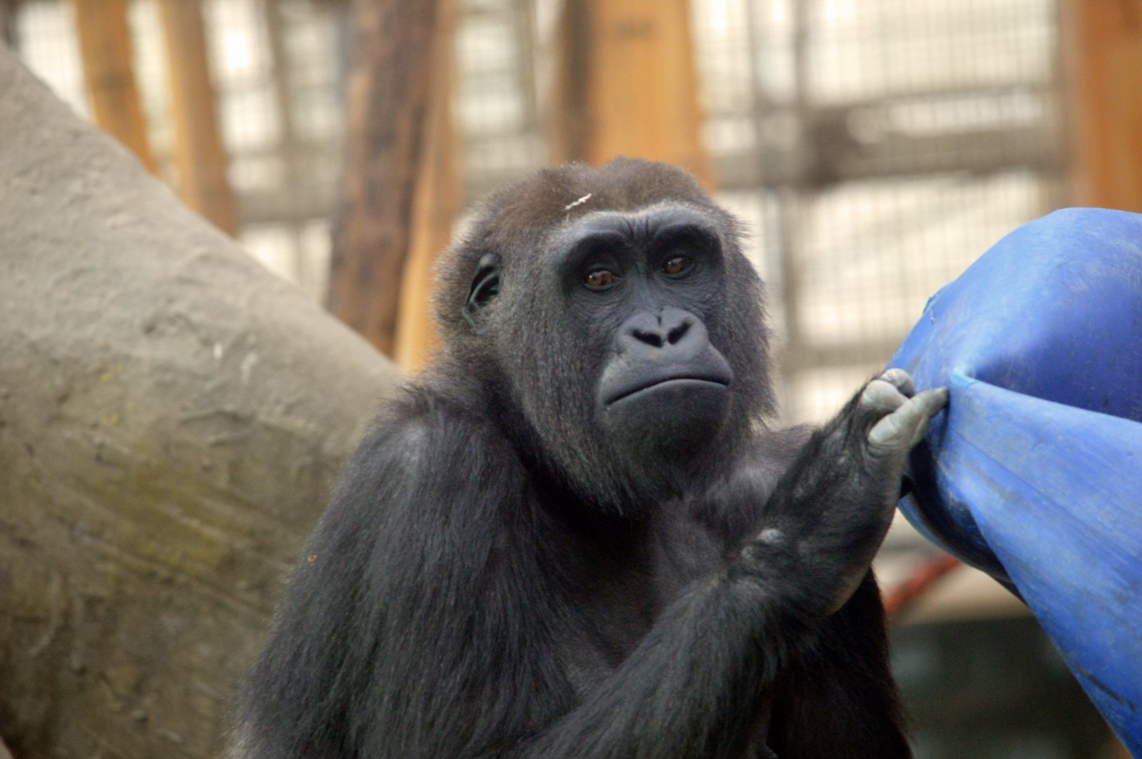 Western lowland gorilla 'Mayani'