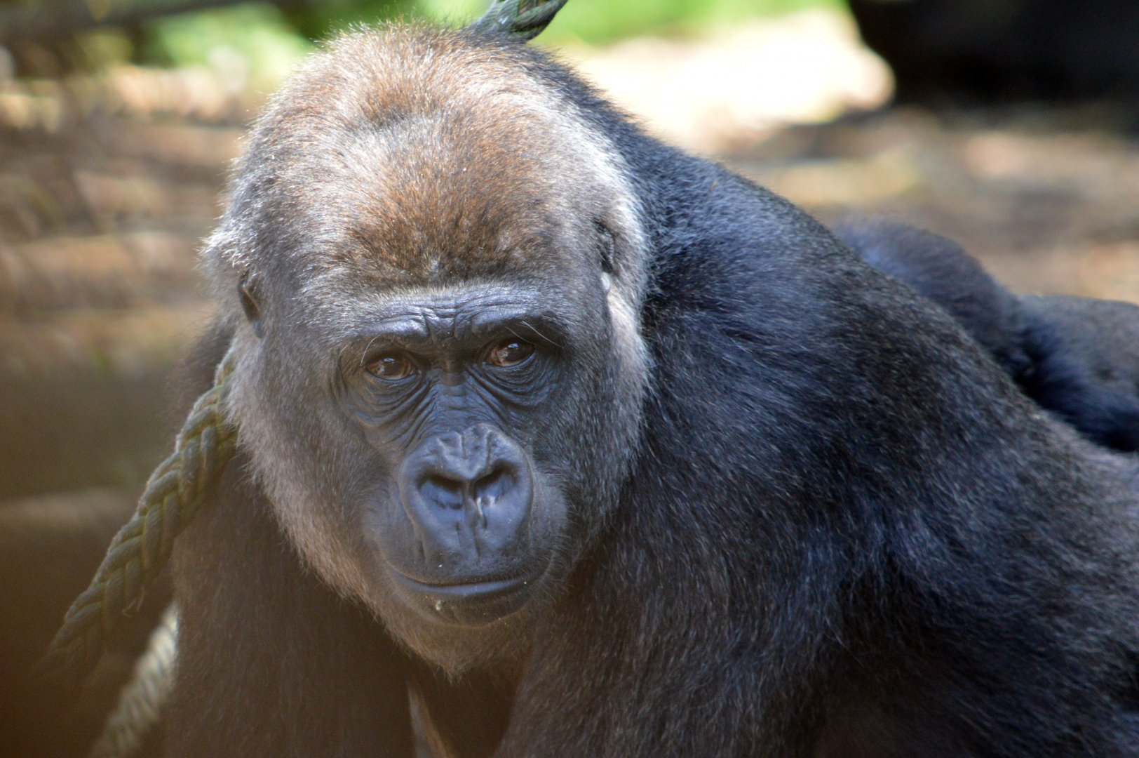 Western lowland gorilla 'Mbeli'