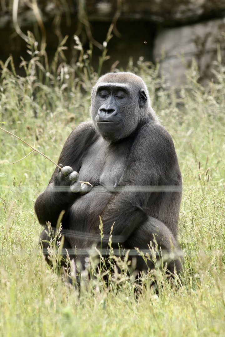 Western Lowland Gorilla (Mjukuu)