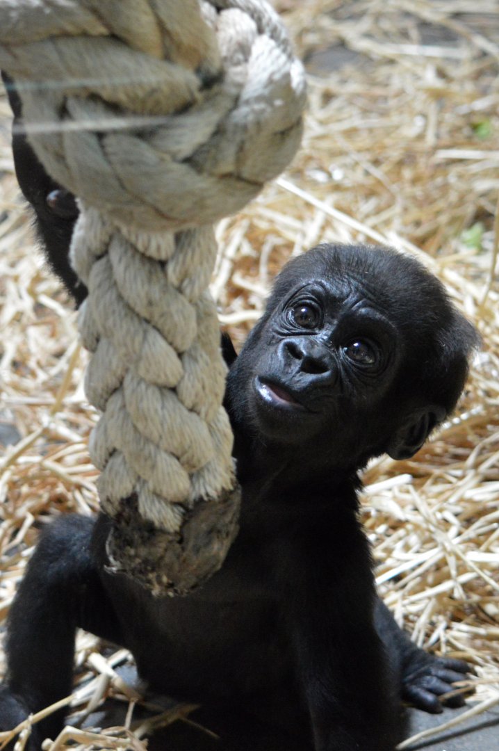Western lowland gorilla 'Mjukuu'