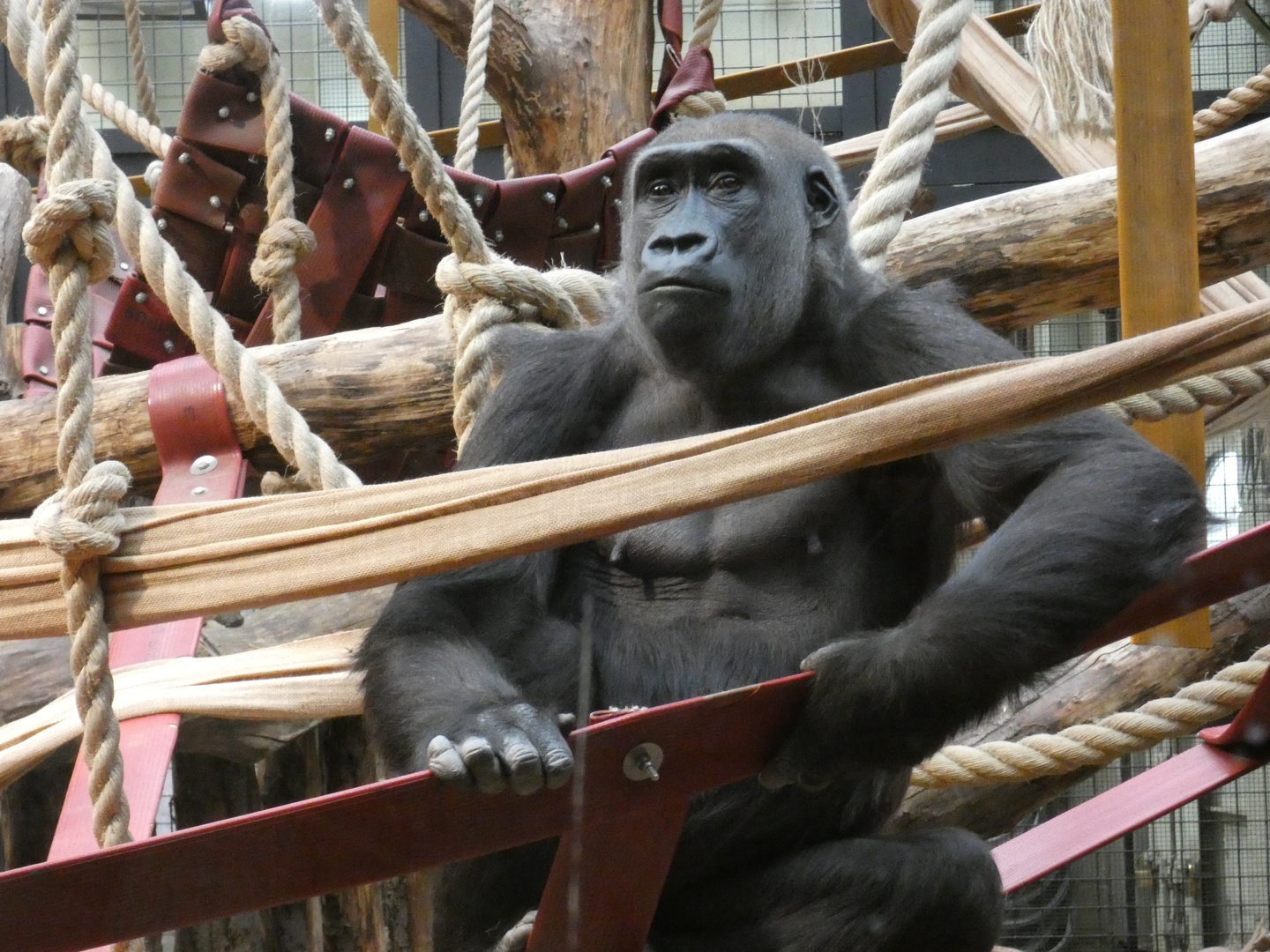 Western lowland gorilla, Mjukuu