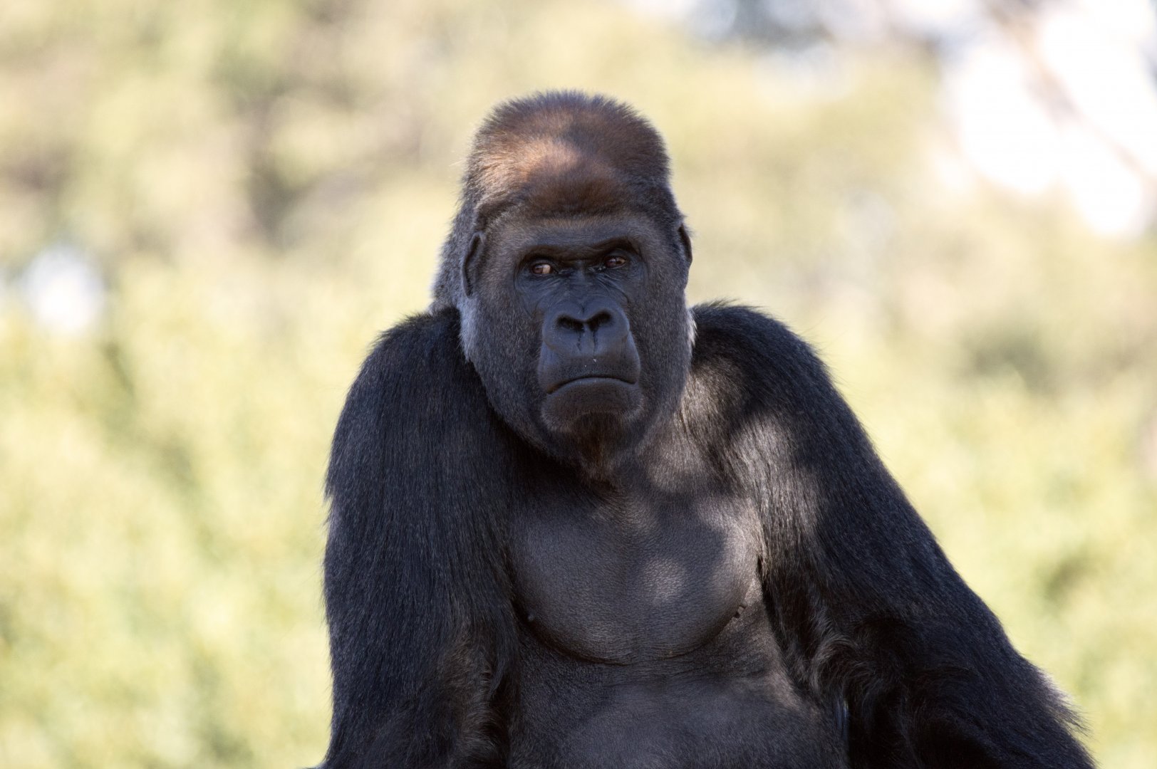 Western lowland gorilla 'Motaba'
