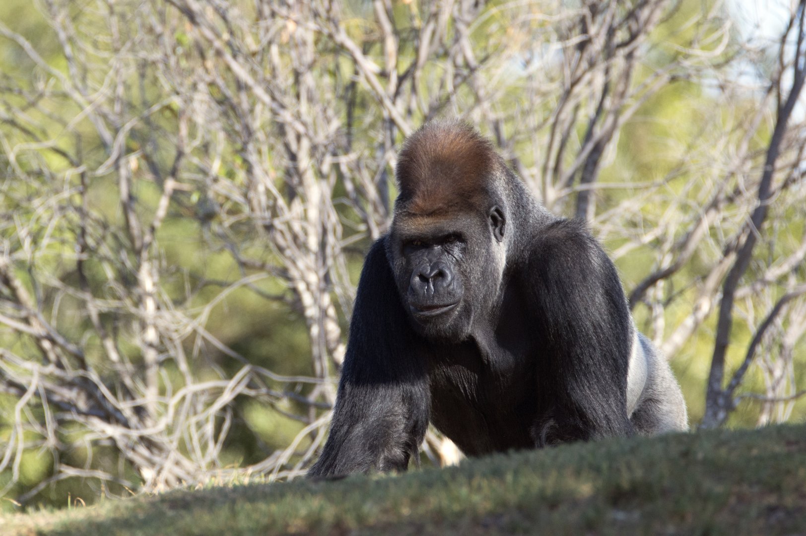 Western lowland gorilla 'Motaba'