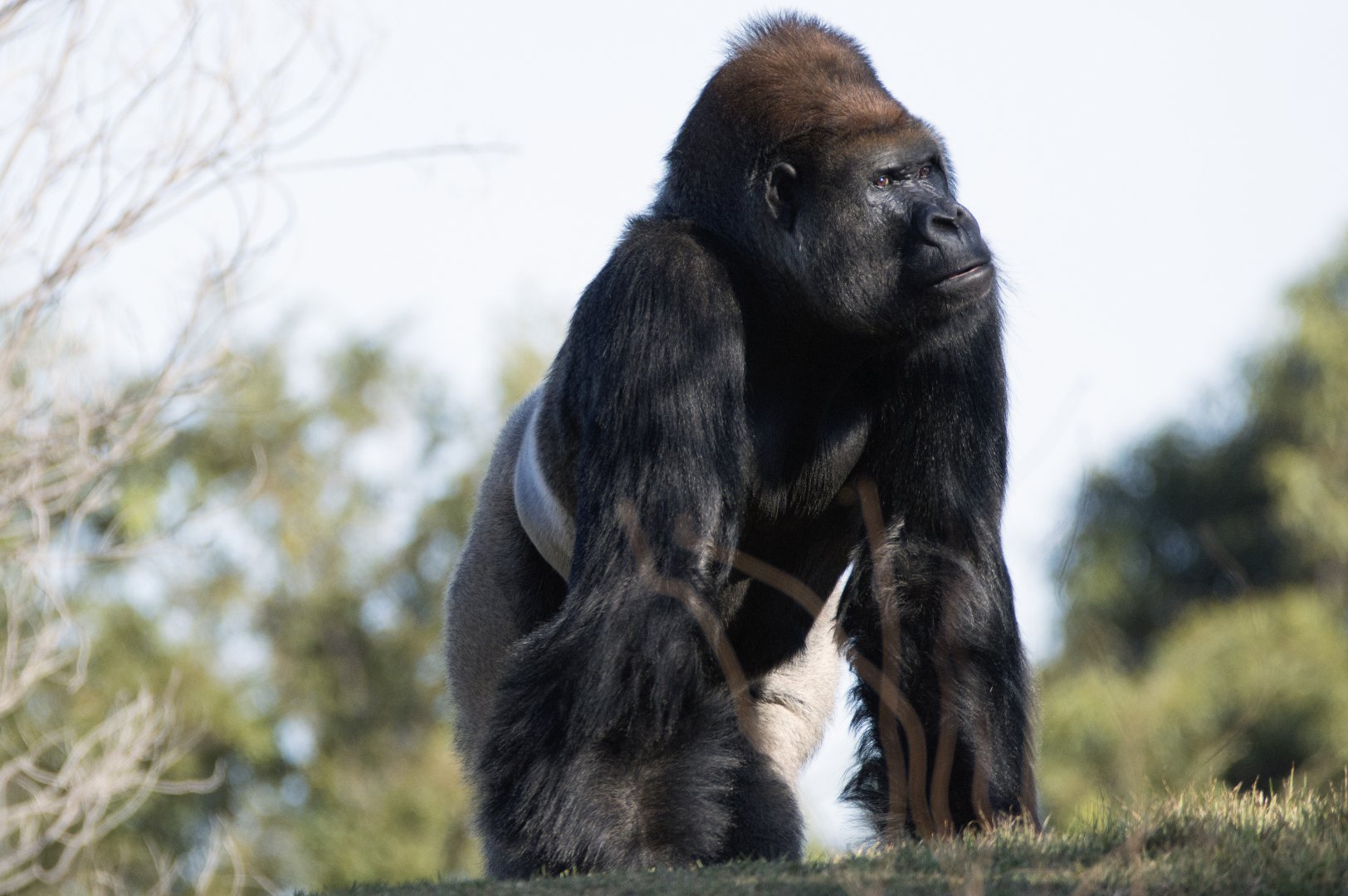 Western lowland gorilla 'Motaba'