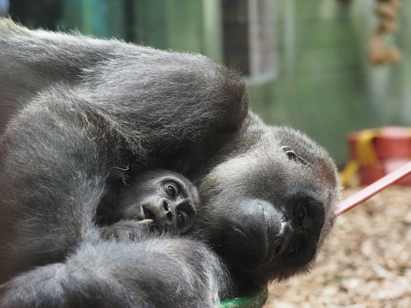 Western Lowland Gorilla Mother and Baby 1