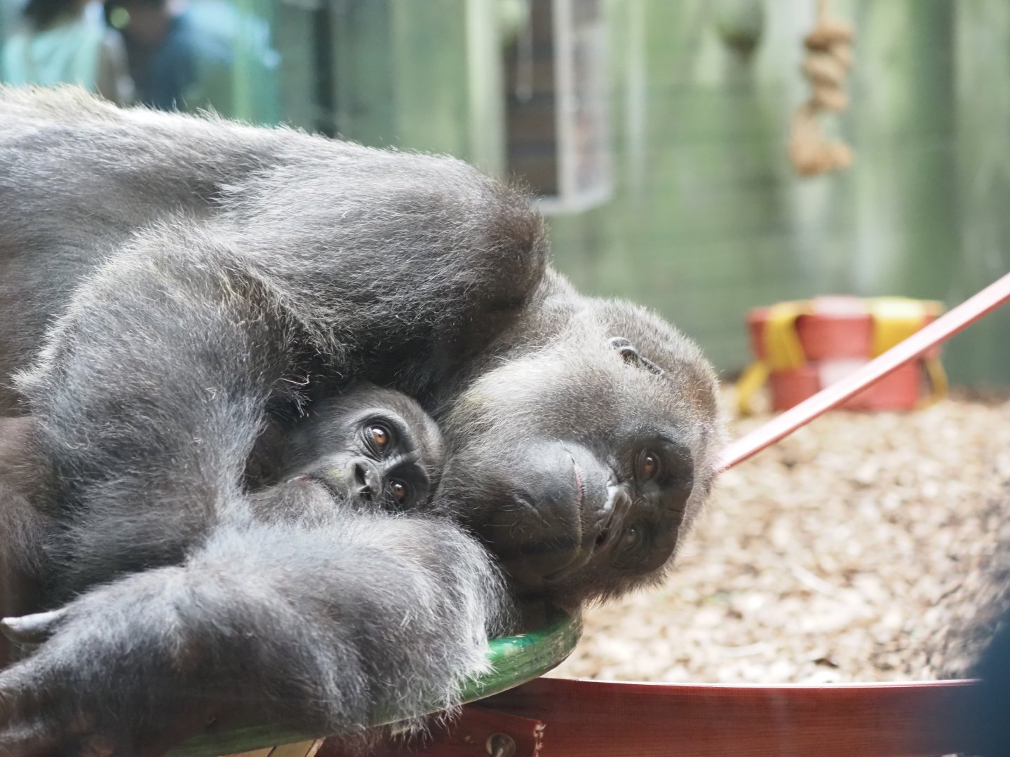 Western Lowland Gorilla Mother and Baby 3