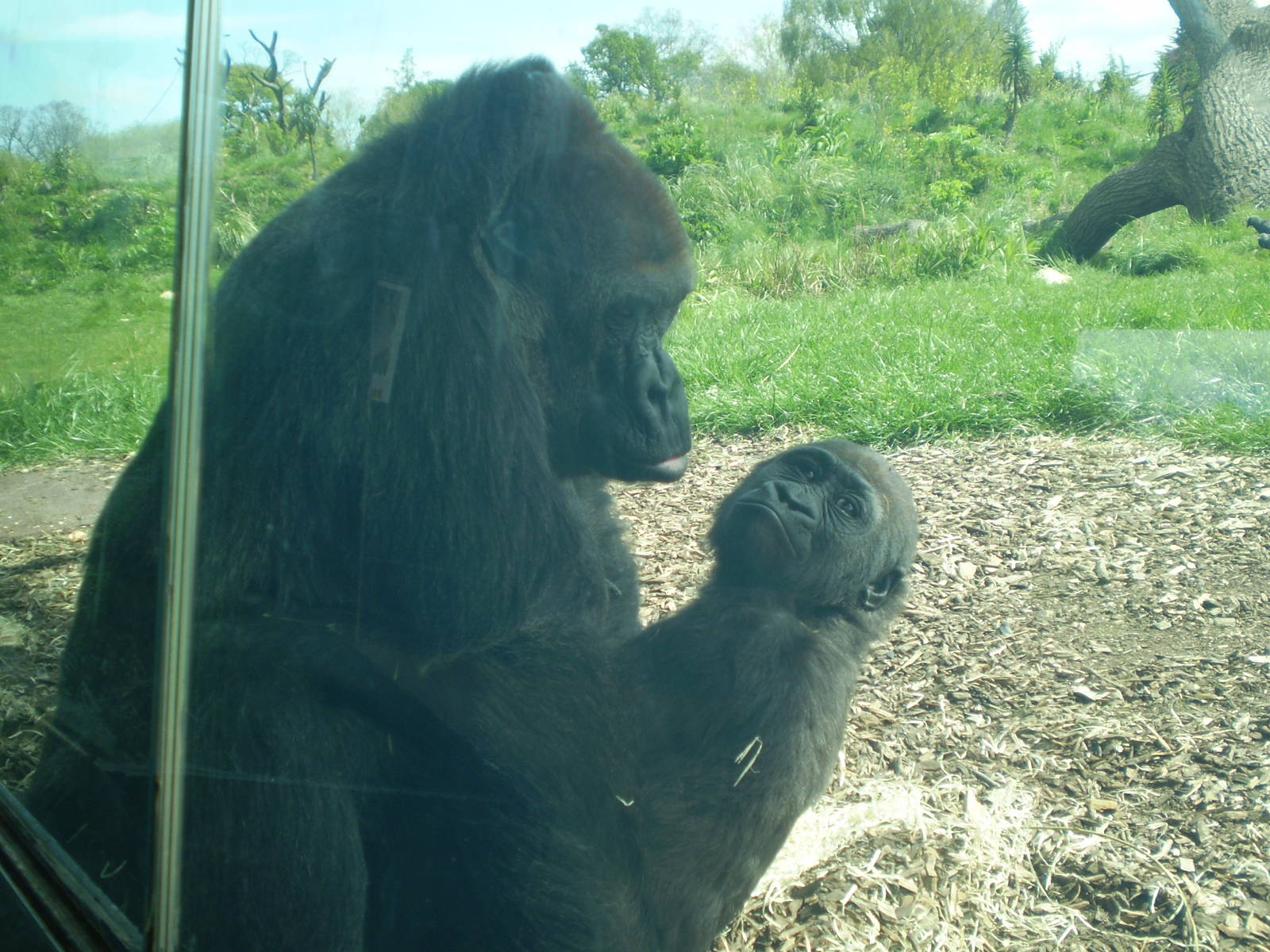 Western Lowland Gorilla Mother and Baby
