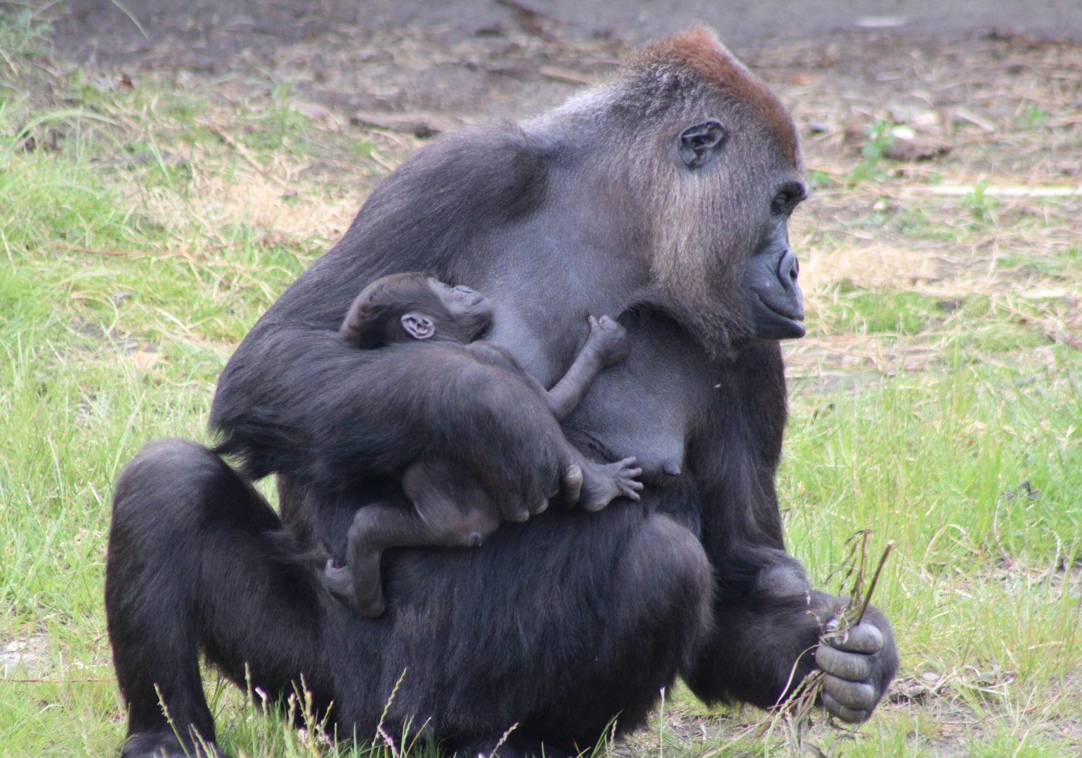 Western lowland gorilla - mother and baby