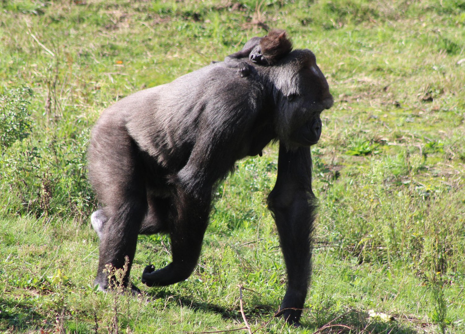 Western lowland gorilla - mother and baby