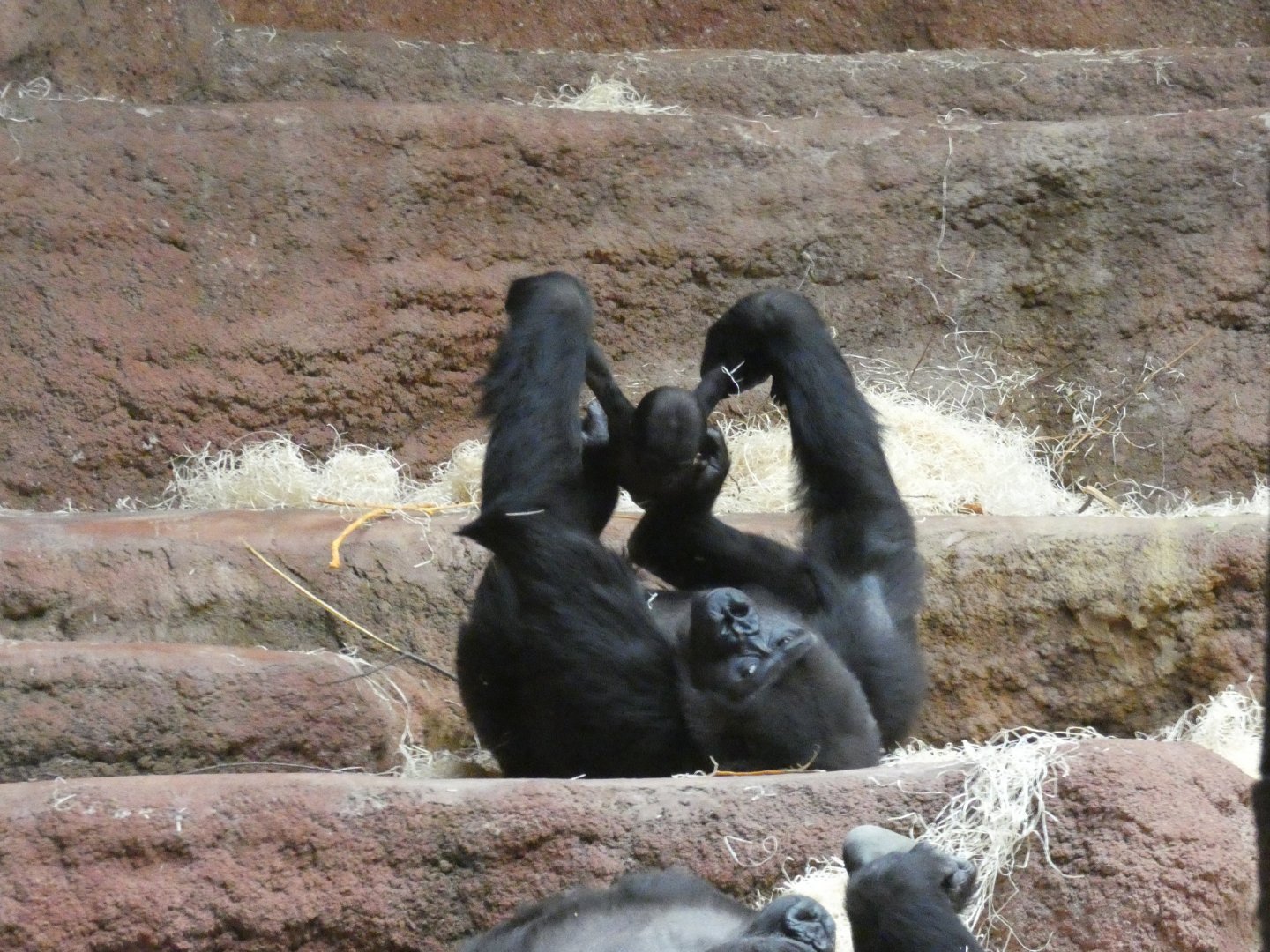 Western lowland gorilla mother and baby