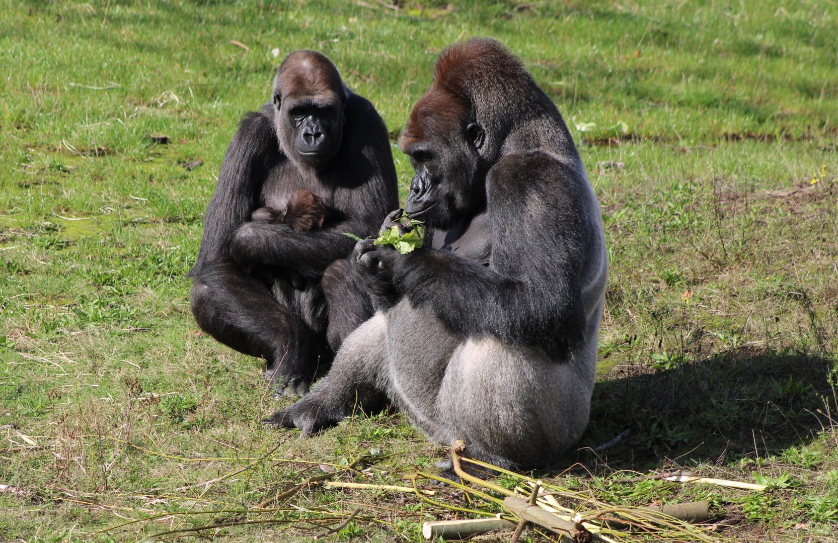 Western lowland gorilla - mother, baby and father