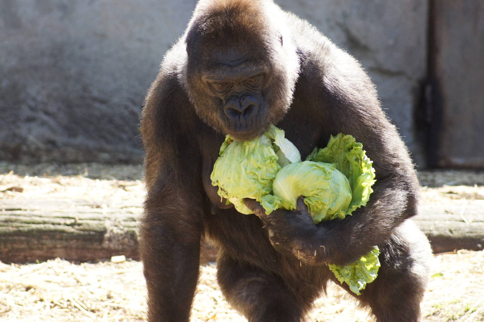 Western Lowland Gorilla 'Mouila'