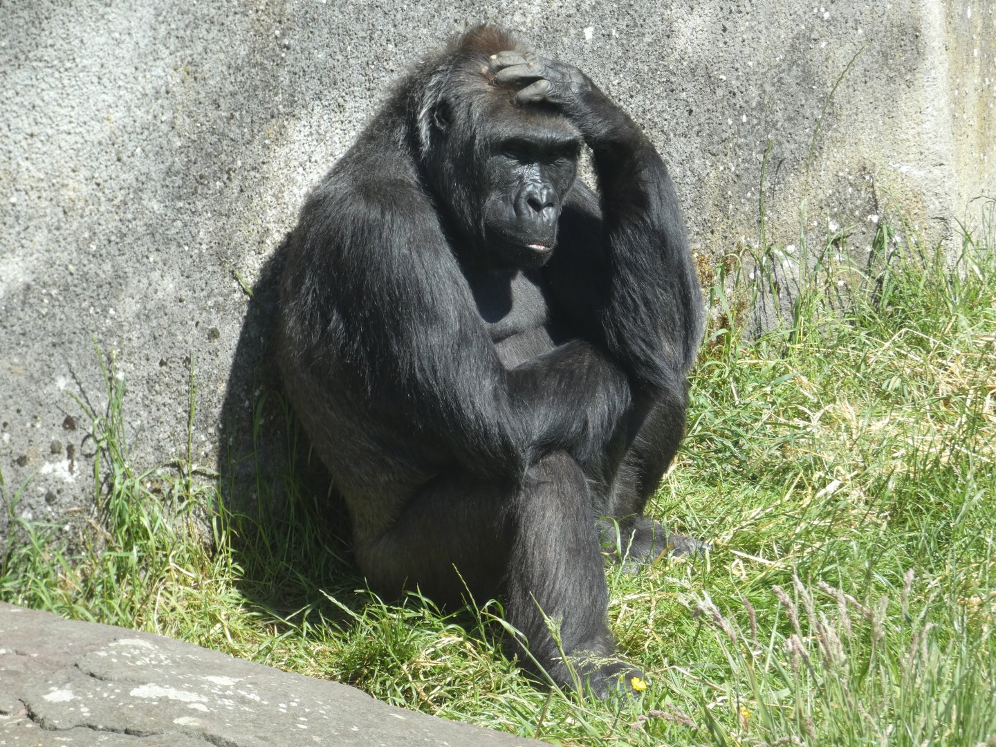 Western lowland gorilla, Namoki