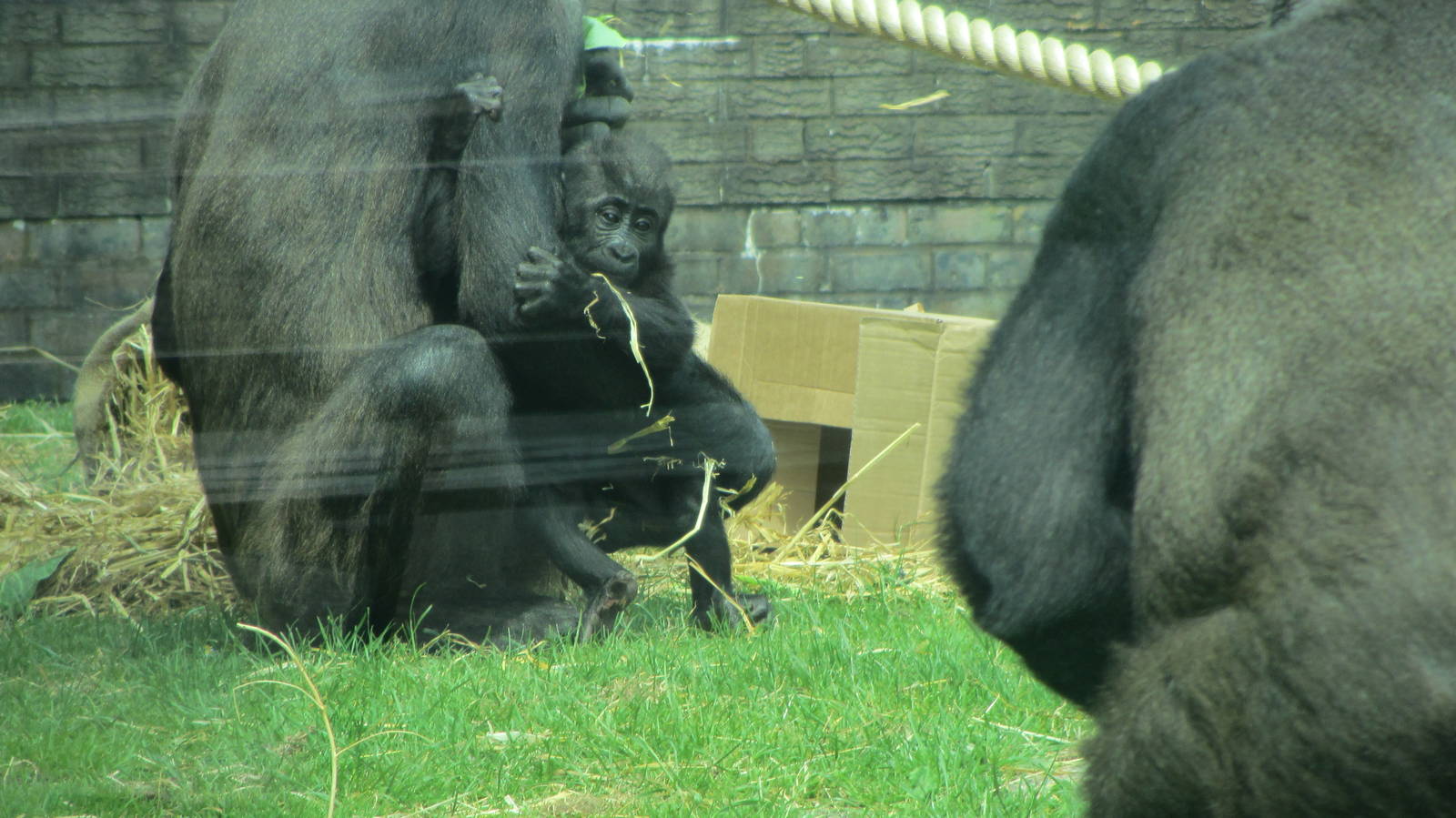 Western Lowland Gorilla - Njema and Baby Moanda