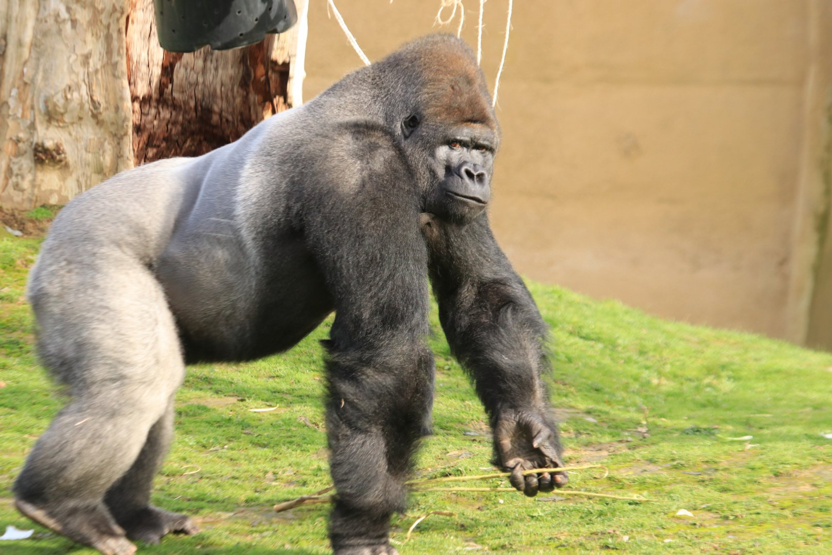 Western lowland gorilla (November 2019)