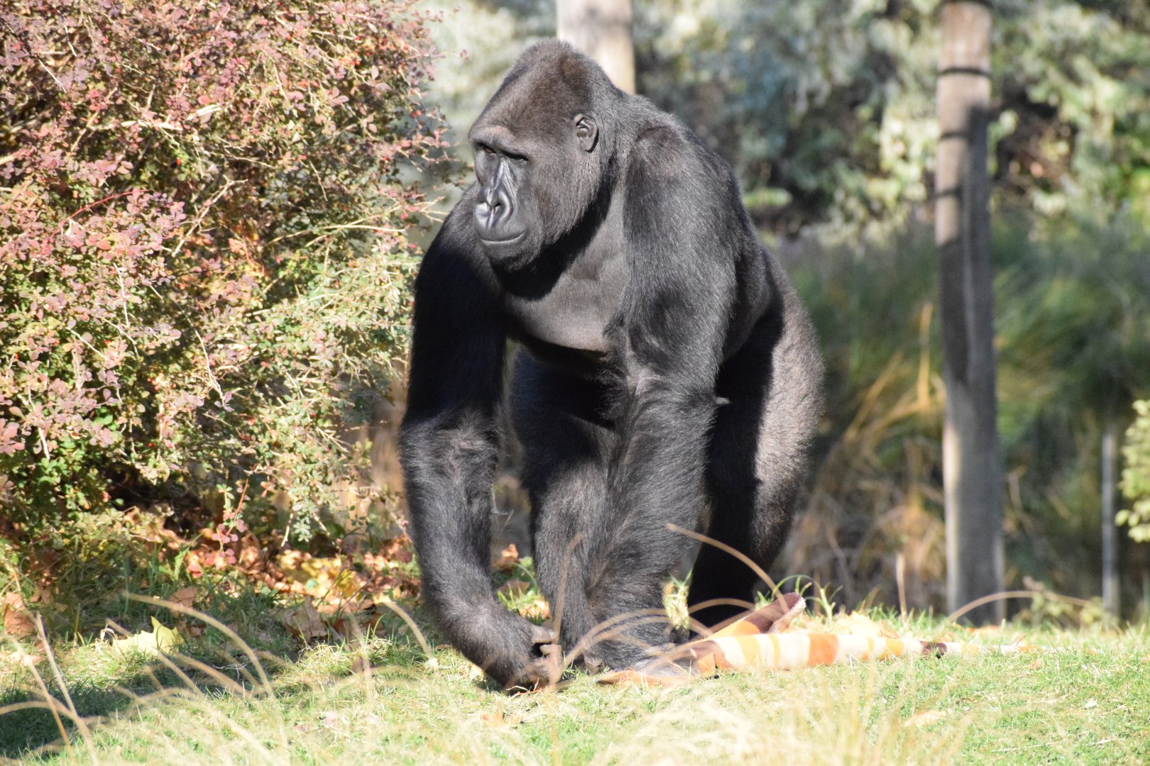Western lowland gorilla- Oktober 2021