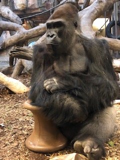 Western lowland gorilla-Omaha's Henry doorly zoo