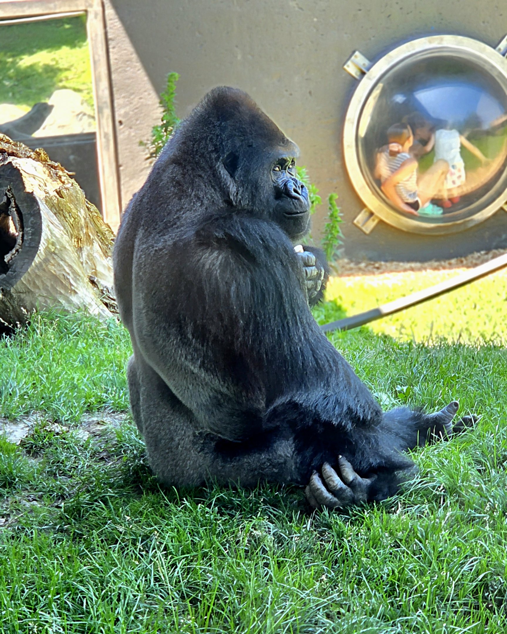 Western Lowland Gorilla-Omaha's Henry Doorly Zoo