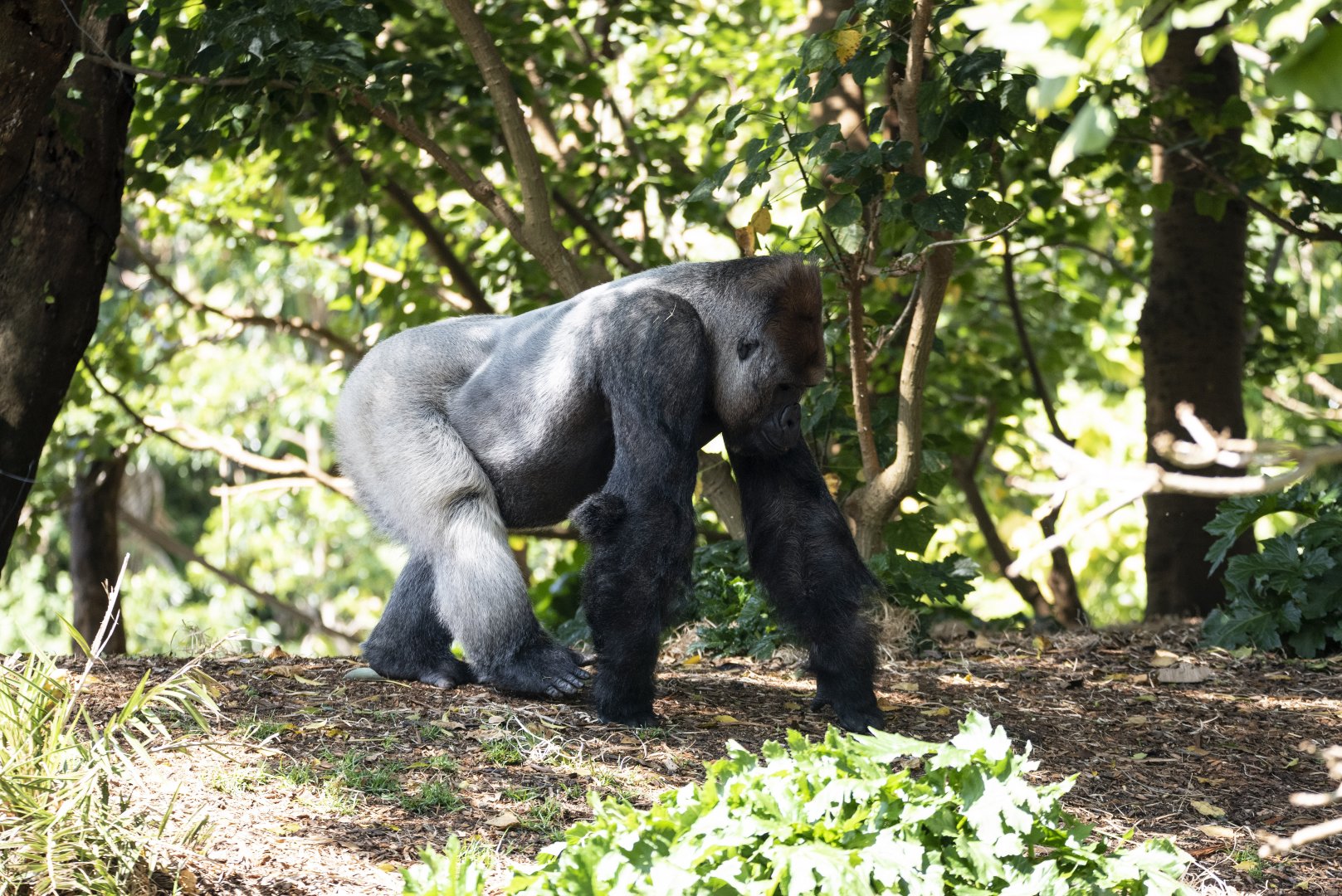 Western lowland gorilla 'Otana'