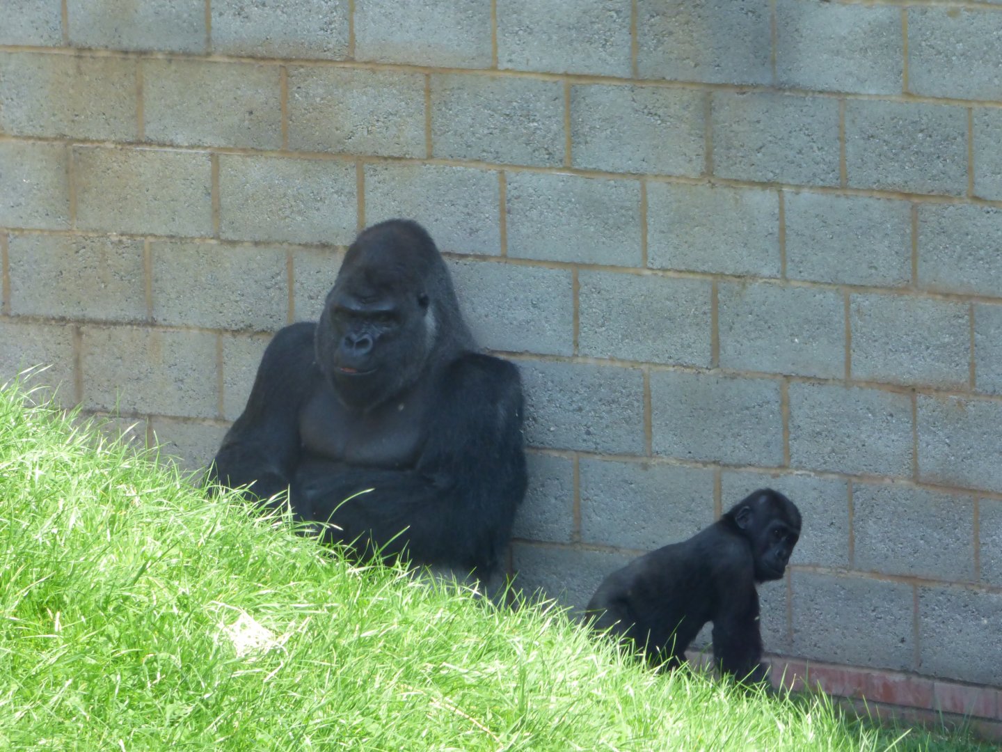 Western Lowland Gorilla (Oumbi and Shufai)