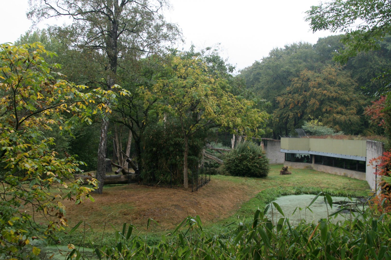 Western lowland gorilla outdoor enclosure