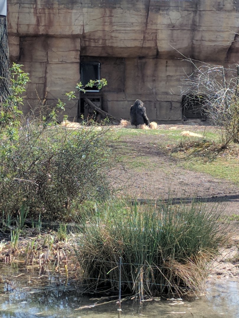 Western Lowland Gorilla Outdoor Enclosure