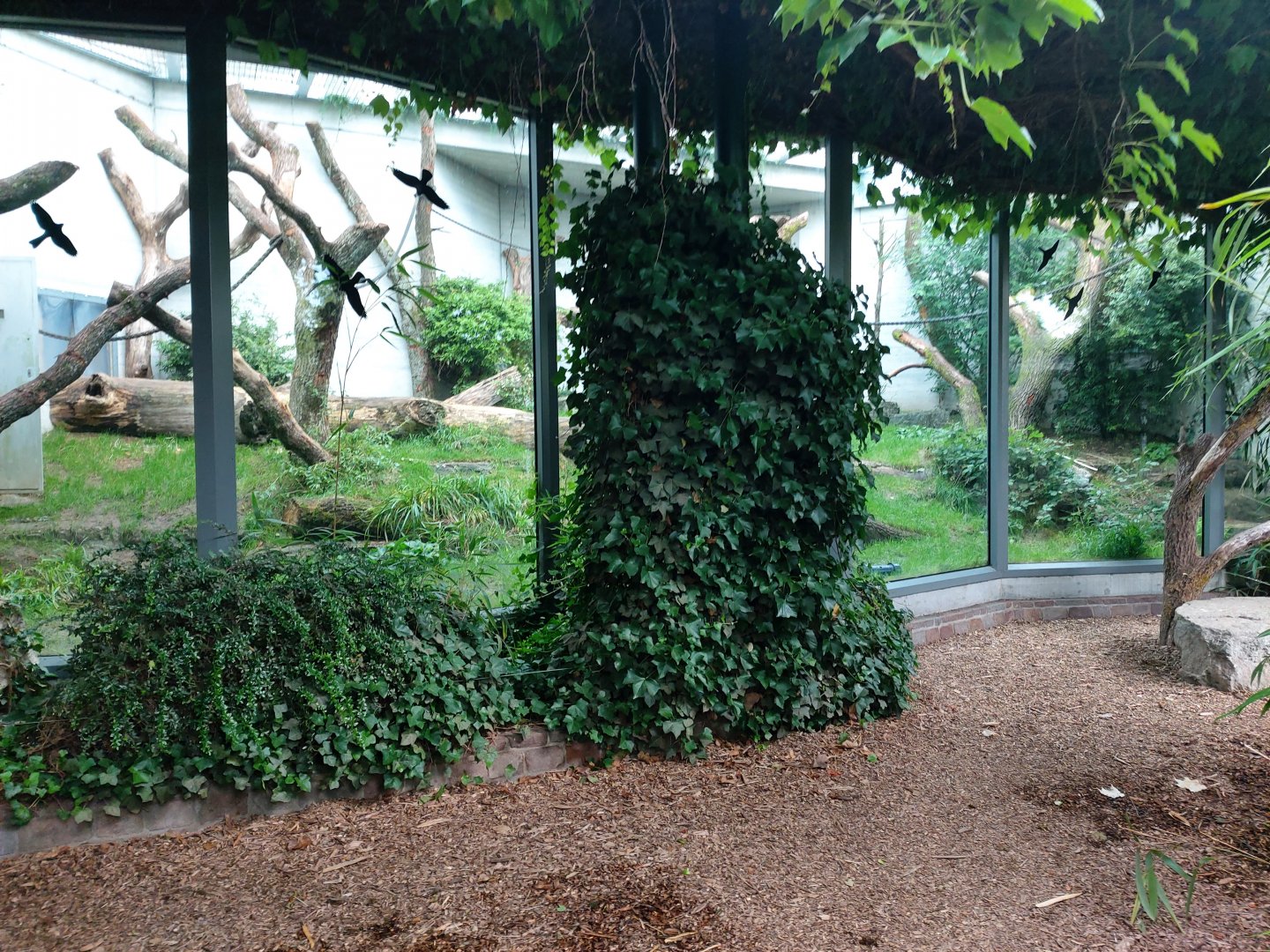 Western lowland gorilla outdoor enclosure