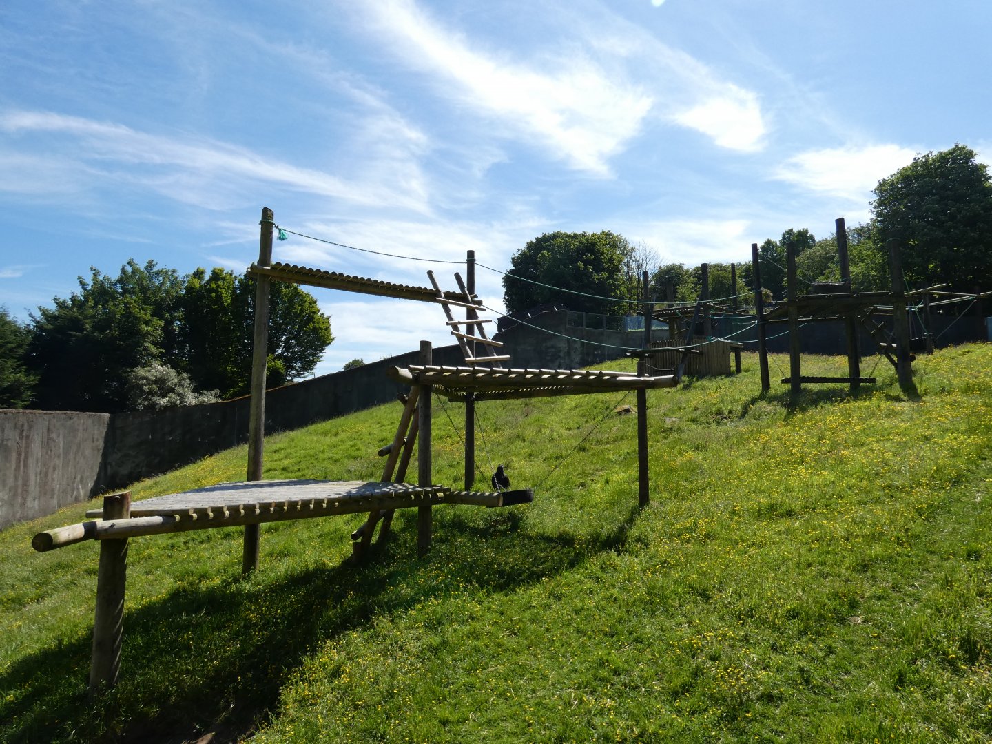 Western lowland gorilla outdoor enclosure