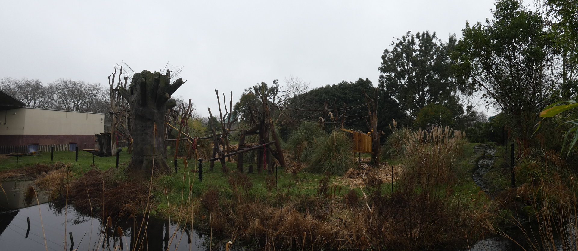 Western lowland gorilla outdoor enclosure