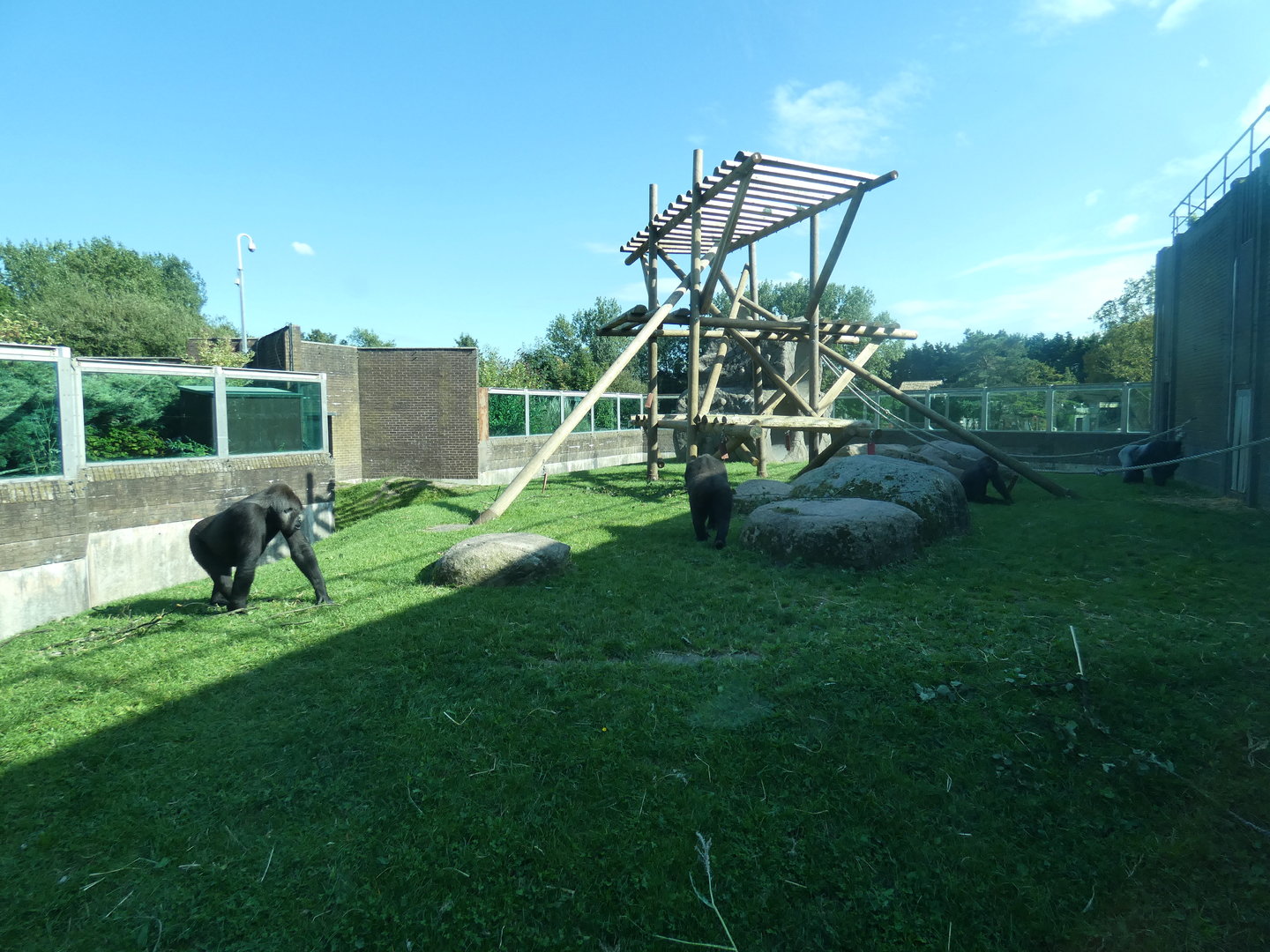 Western lowland gorilla outdoor enclosure