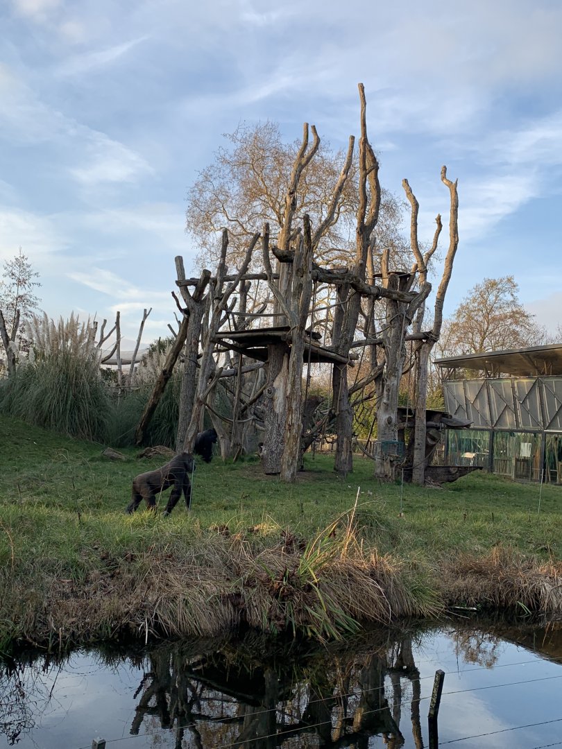 Western Lowland Gorilla Outdoor Exhibit