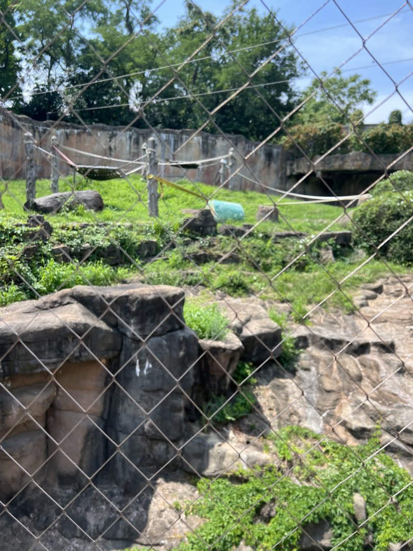 Western Lowland Gorilla Outdoor Exhibit