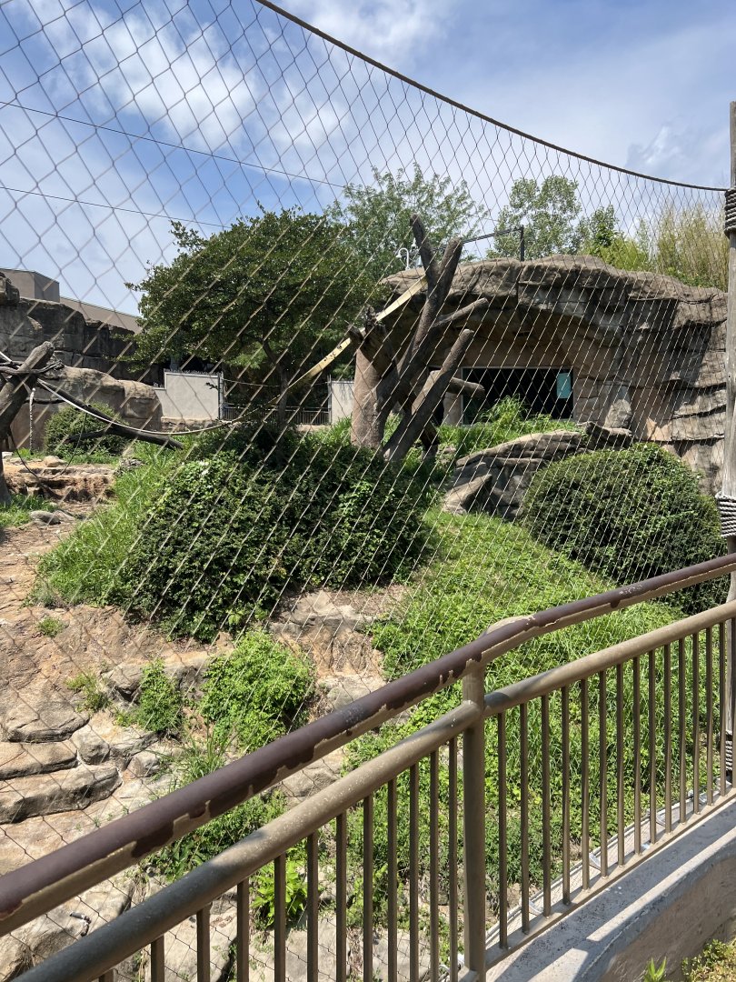 Western Lowland Gorilla Outdoor Exhibit