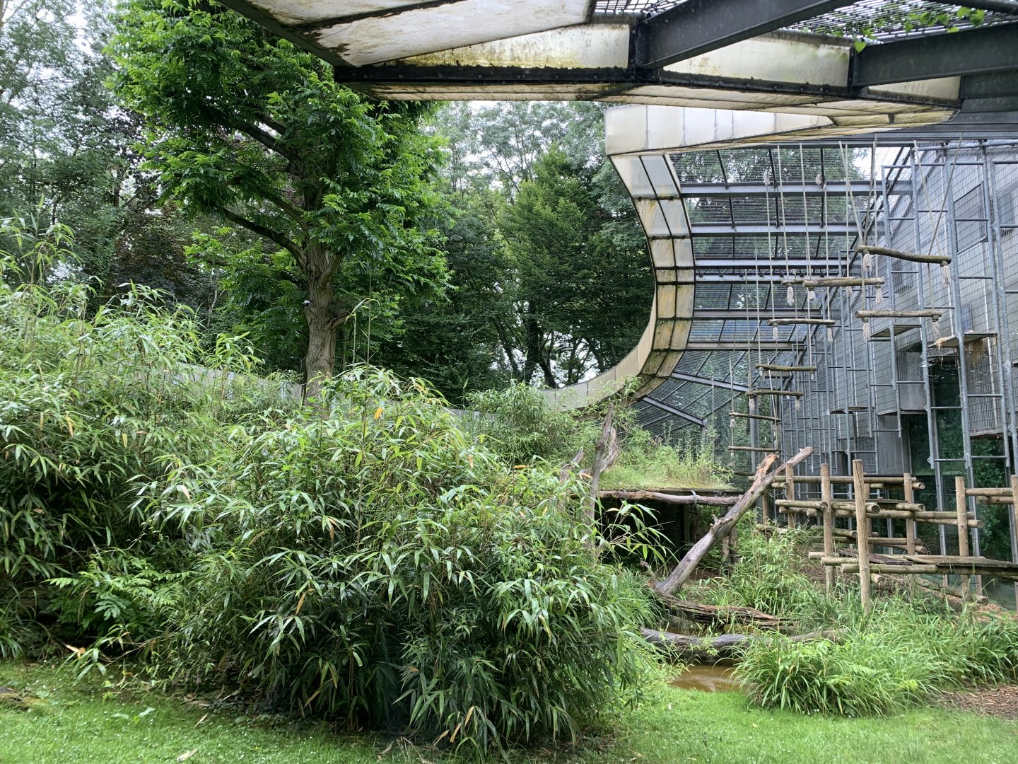 Western lowland gorilla outdoor exhibit