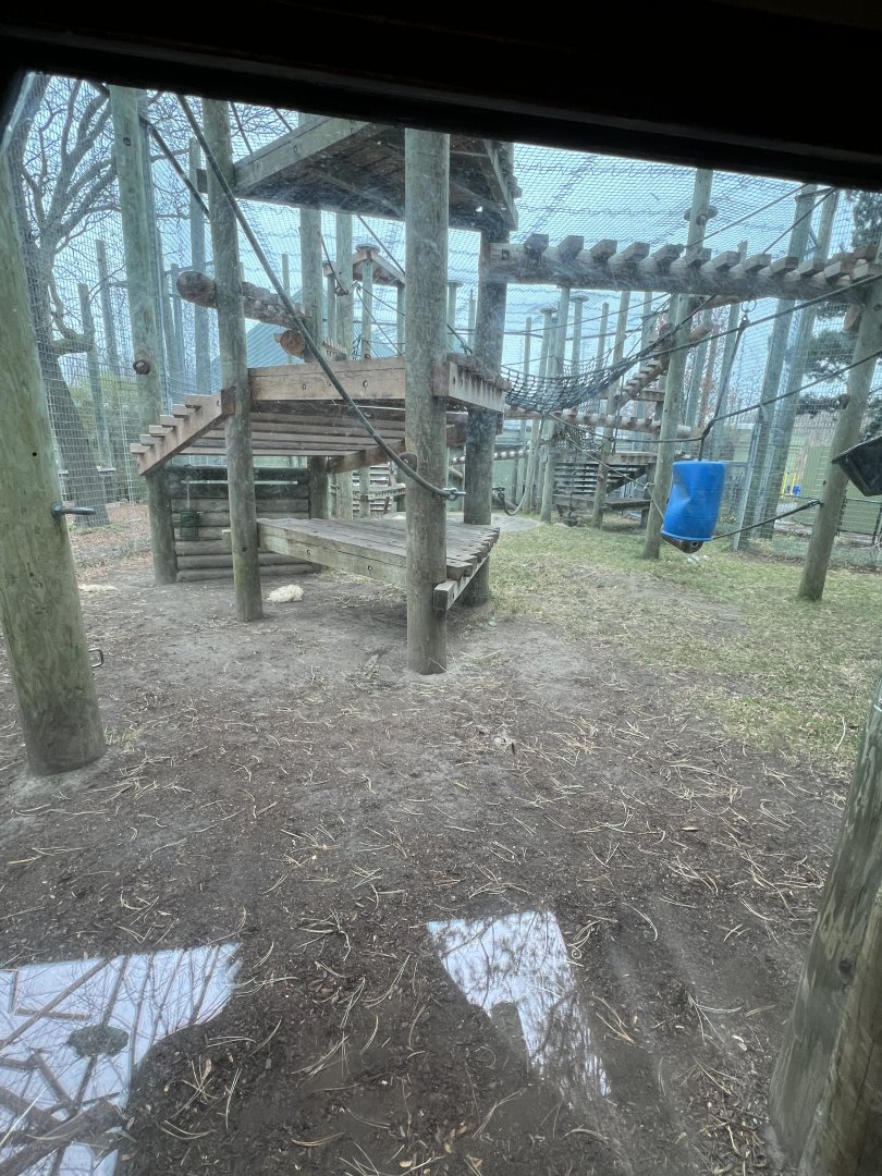 Western Lowland Gorilla Outdoor Exhibit