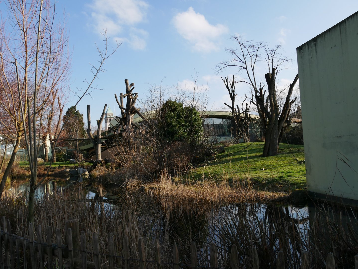 Western lowland gorilla outdoor island (January 2019)