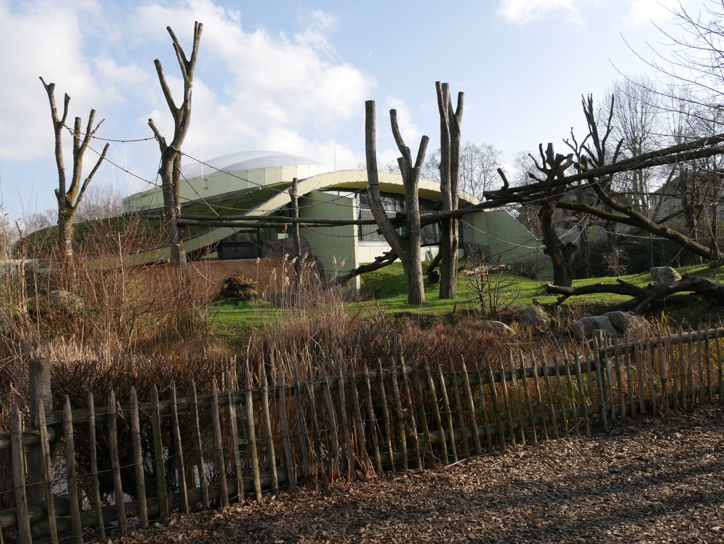 Western lowland gorilla outdoor island (January 2019)