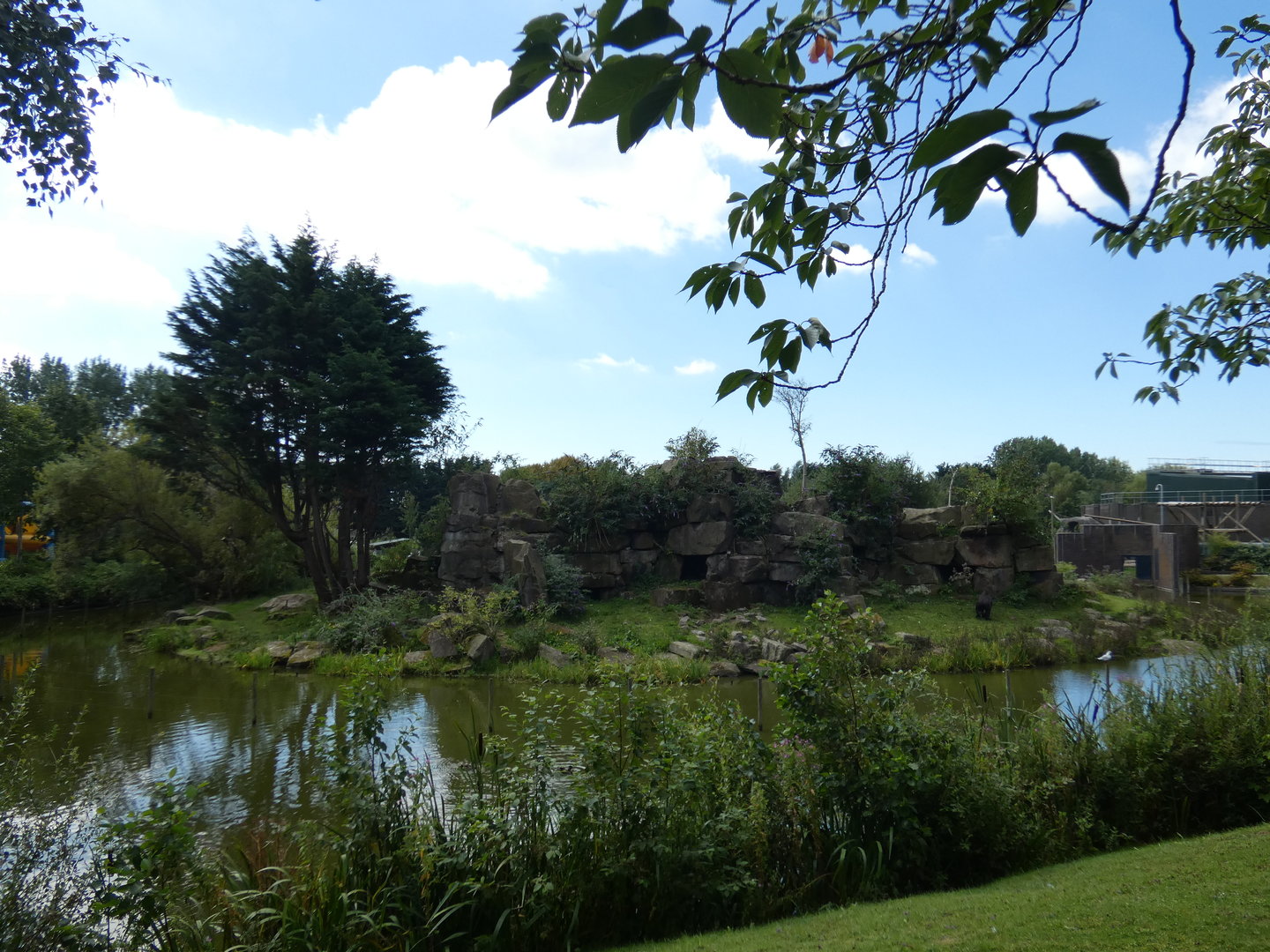Western lowland gorilla outdoor island