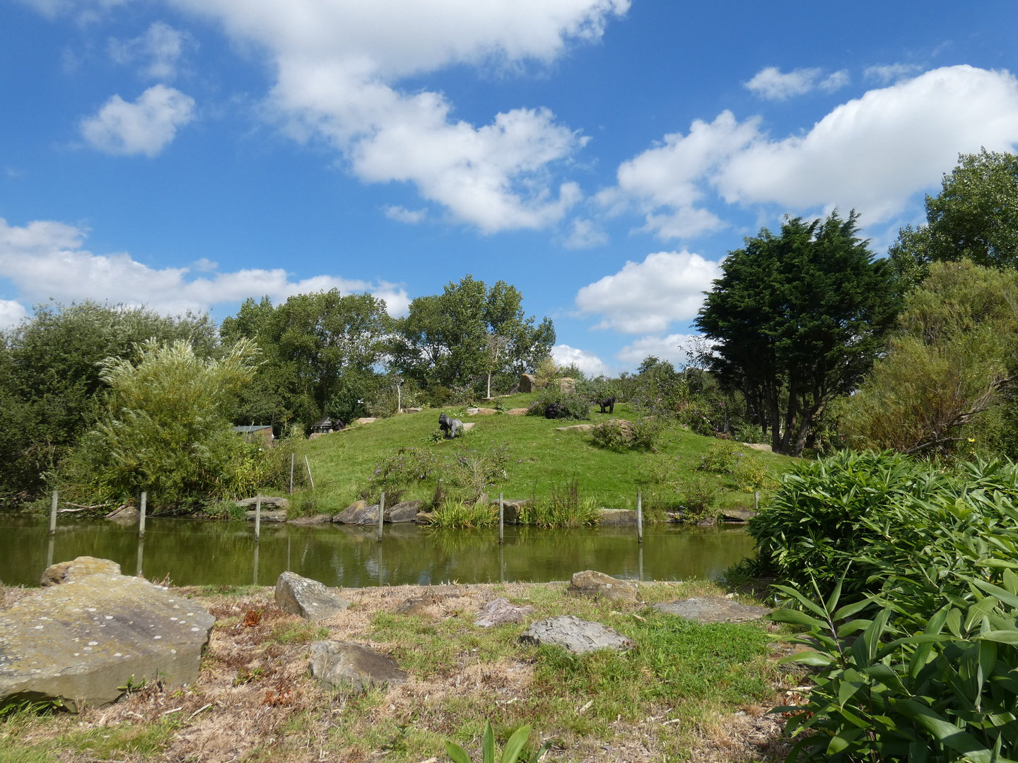 Western lowland gorilla outdoor island