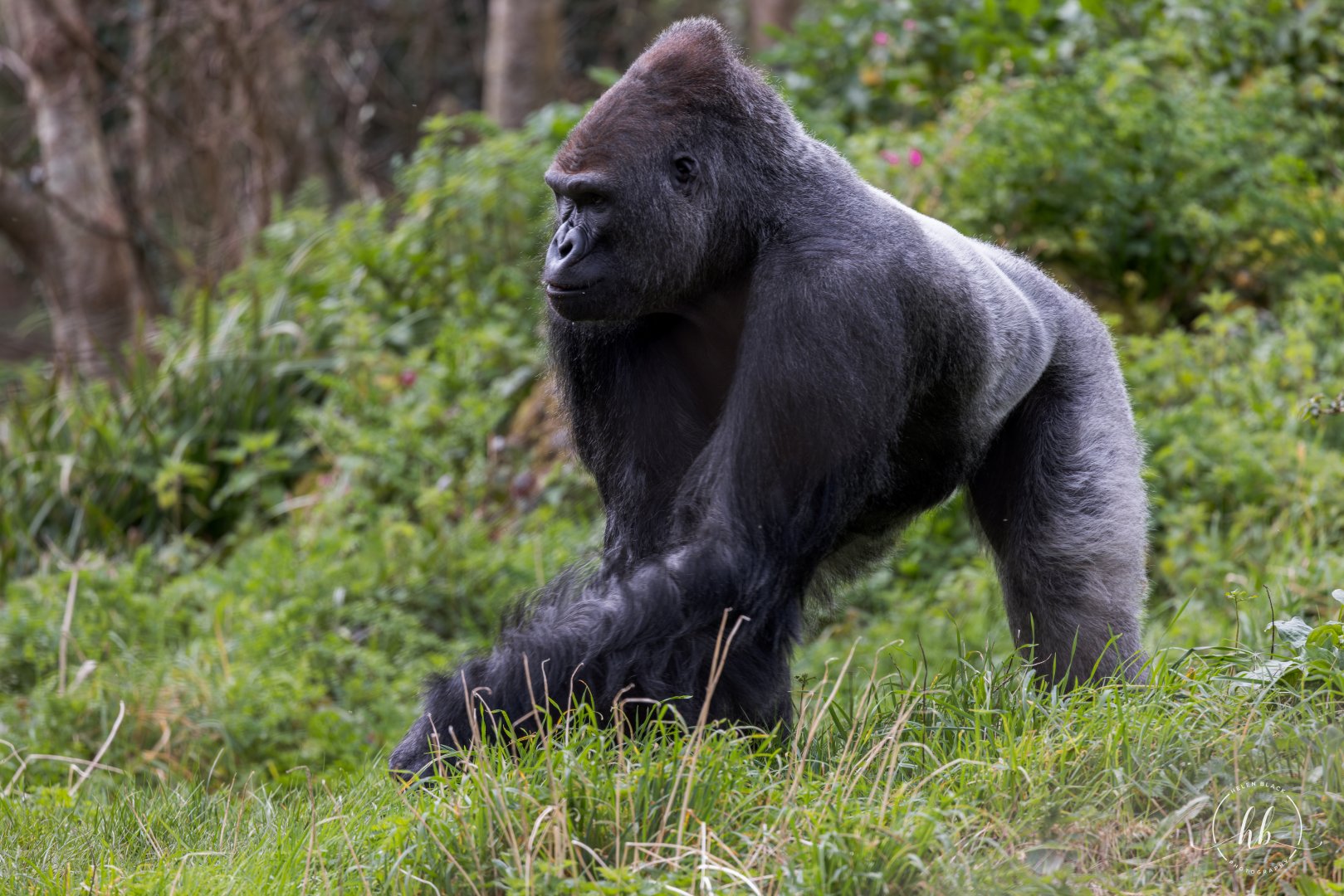 Western Lowland Gorilla / Paignton / 15-3-24