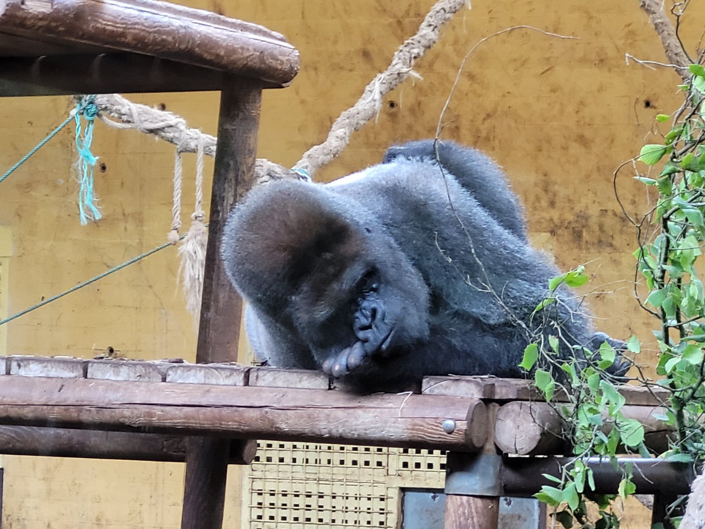 Western lowland gorilla -Parque de la Naturaleza de Cabárceno (2022)