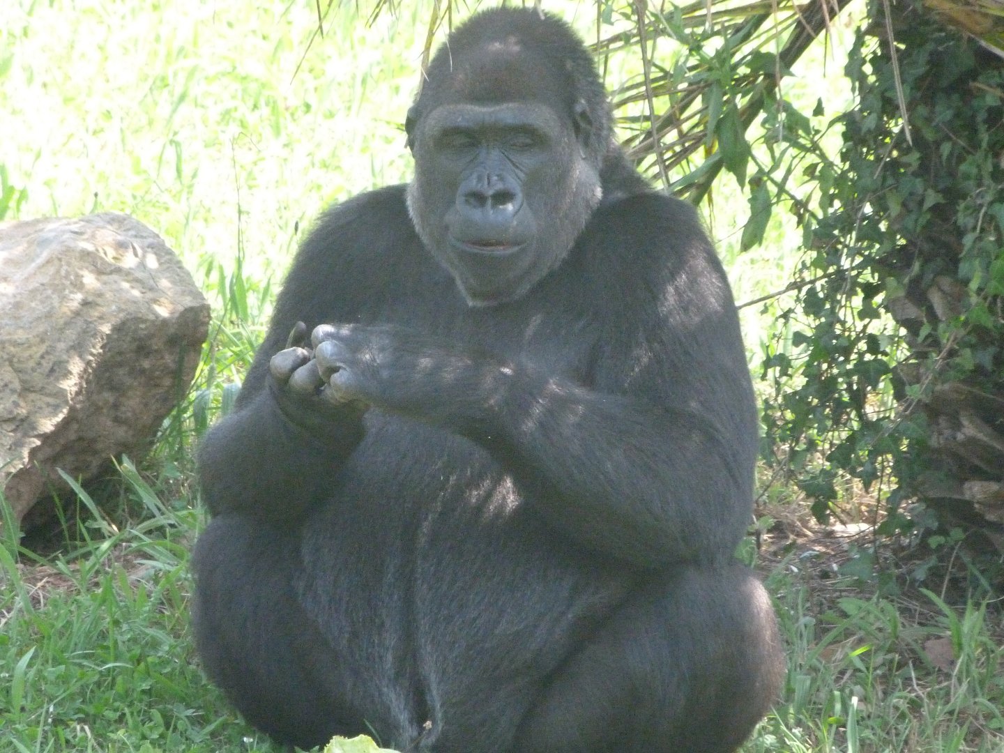 Western lowland gorilla -Parque de la Naturaleza de Cabárceno (2025)