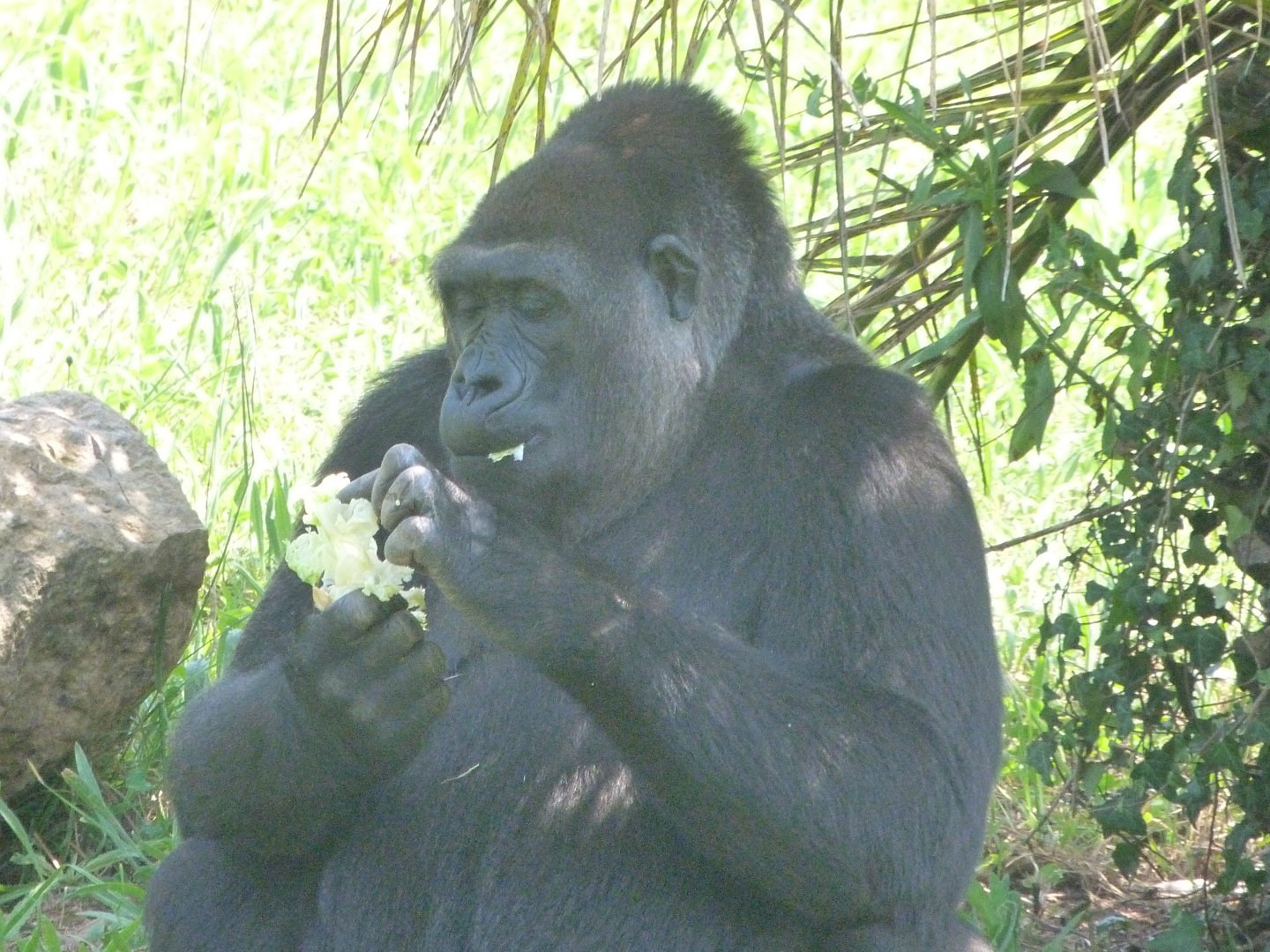 Western lowland gorilla -Parque de la Naturaleza de Cabárceno (2025)