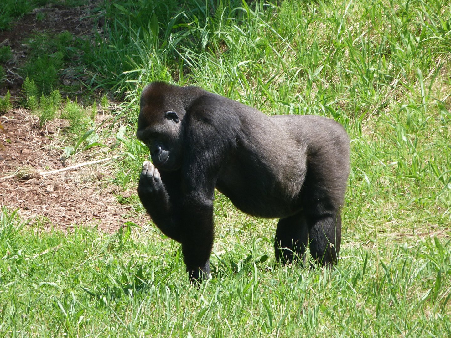 Western lowland gorilla -Parque de la Naturaleza de Cabárceno (2025)