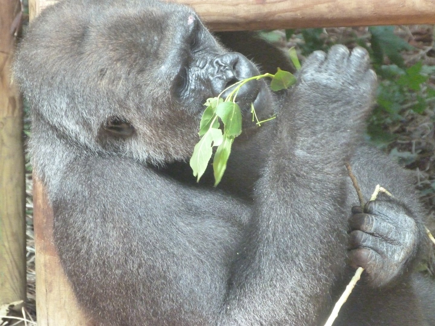 Western lowland gorilla -Parque de la Naturaleza de Cabárceno (2025)