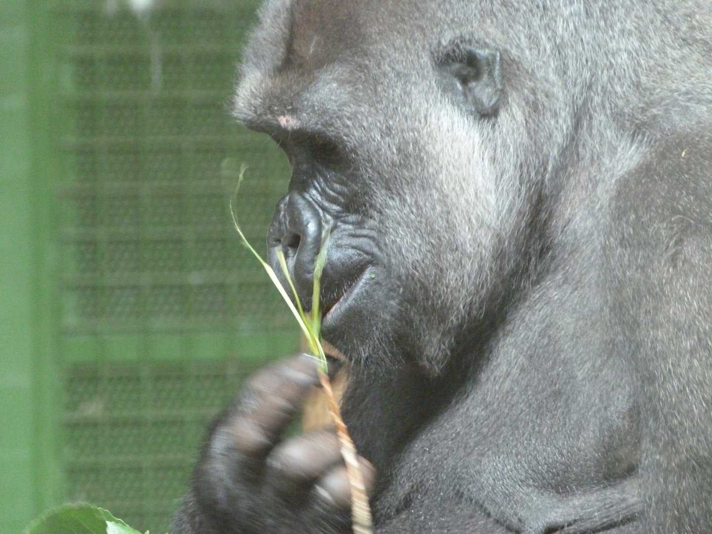 Western lowland gorilla -Parque de la Naturaleza de Cabárceno (2025)