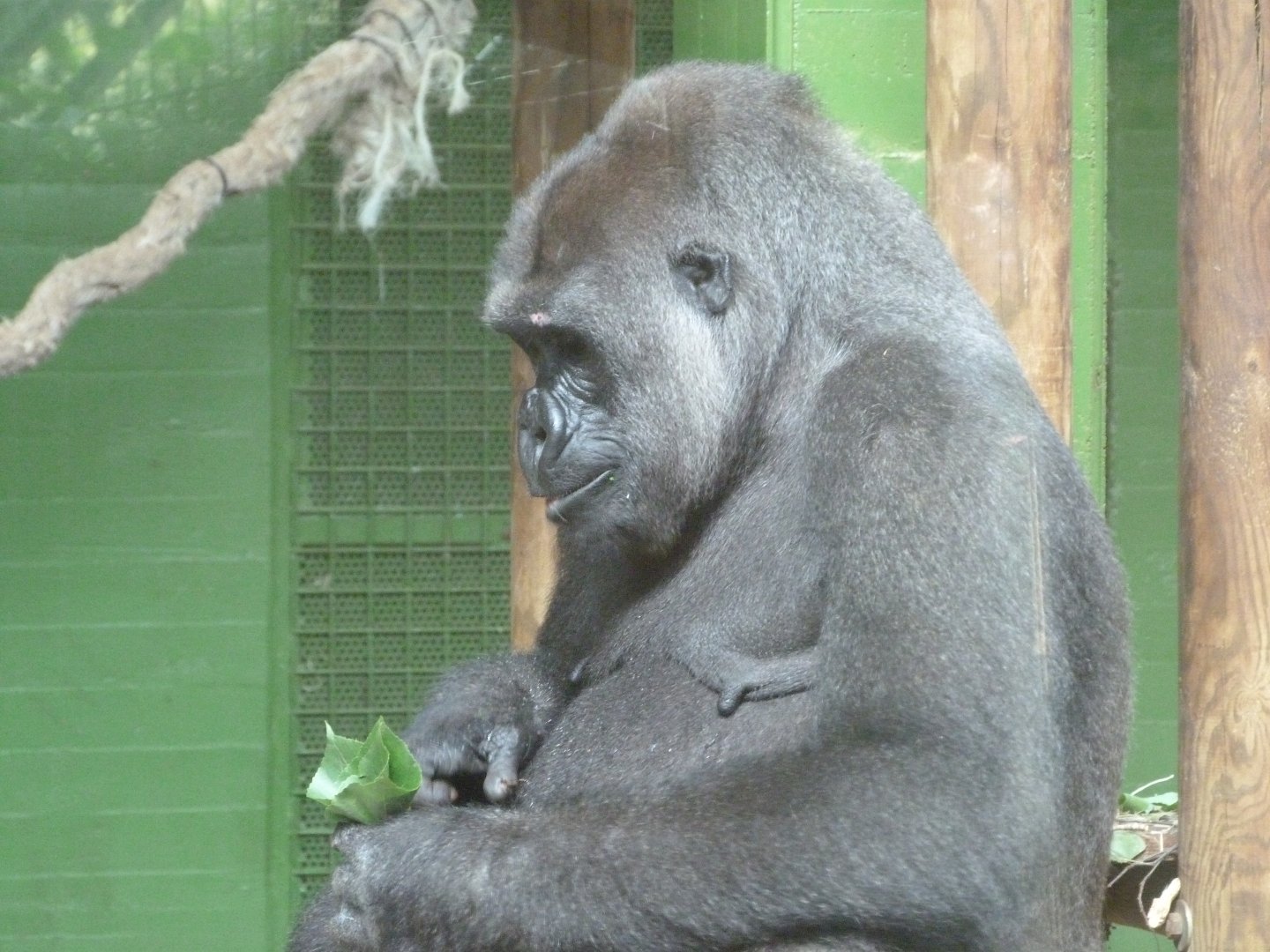 Western lowland gorilla -Parque de la Naturaleza de Cabárceno (2025)
