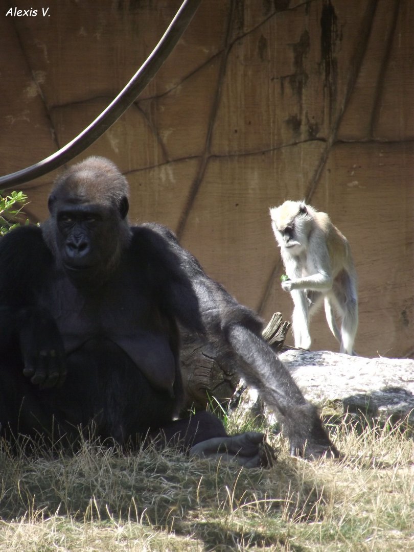 Western Lowland Gorilla & Patas Monkey - Zooparc de Beauval, 09/08/2025